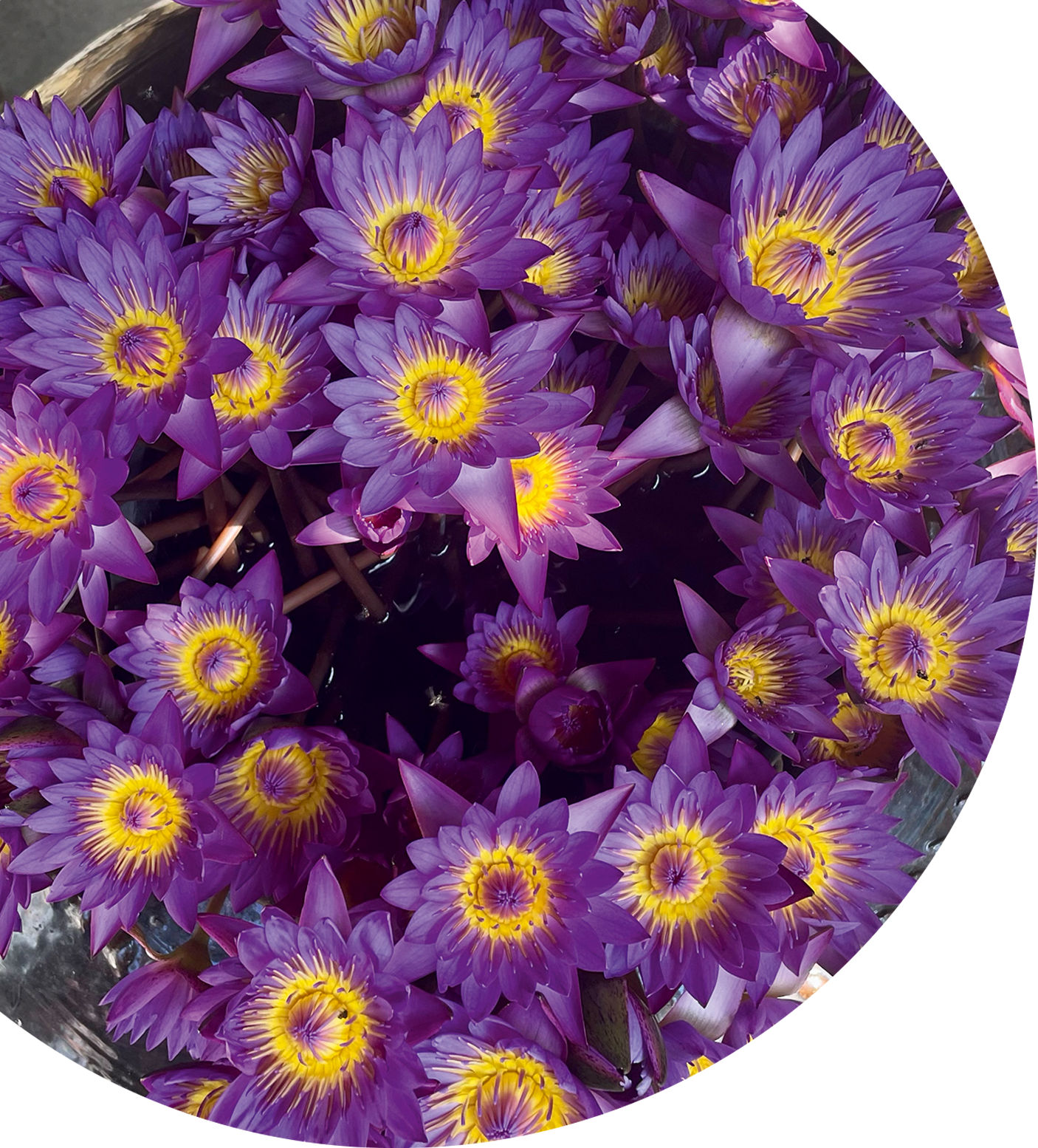 Violette Blüten